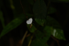 Neopithecops zalmora