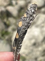 Rostratula benghalensis