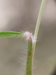 Dichanthium setosum