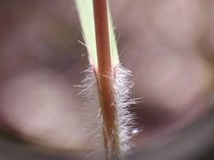 Dichanthium setosum