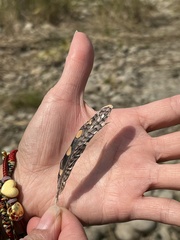 Rostratula benghalensis