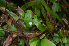 Neopithecops zalmora