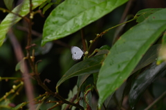 Neopithecops zalmora