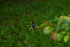 Nephila kuhli