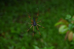 Nephila kuhli