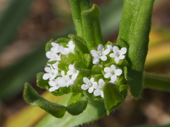 Valerianella locusta