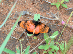 Acraea natalica