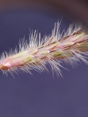 Dichanthium setosum