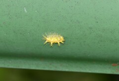 Zygaenoidea