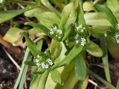 Valerianella locusta