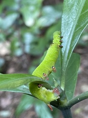 Macroglossum divergens