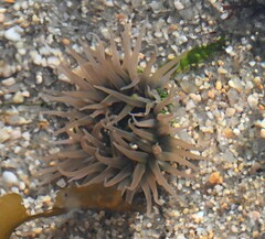 Anthopleura fuscoviridis