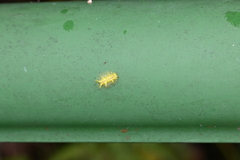 Zygaenoidea