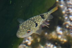 Fine-Patterned Puffer photo 2