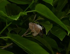 Eulaceura osteria