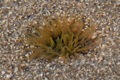 Anthopleura fuscoviridis