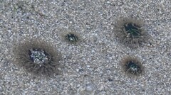 Anthopleura fuscoviridis