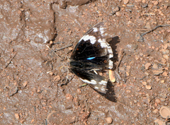 Junonia oenone oenone