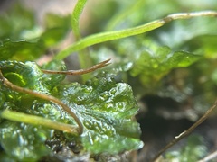 Phaeoceros carolinianus