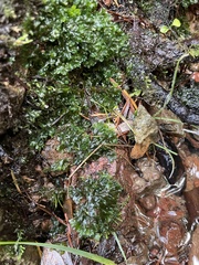 Phaeoceros carolinianus