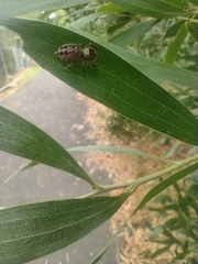 Opisthoncus nigrofemoratus