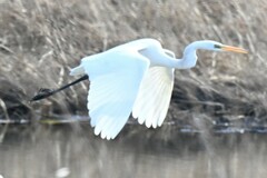 Ardea alba