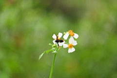 Rhynchium haemorrhoidale