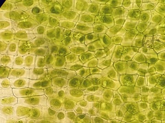 Phaeoceros carolinianus