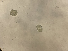 Phaeoceros carolinianus