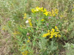 Hypericum tetrapterum