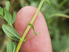 Hypericum tetrapterum