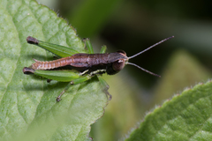 Methiolopsis geniculata