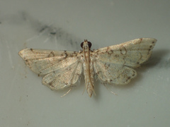 Nacoleia
