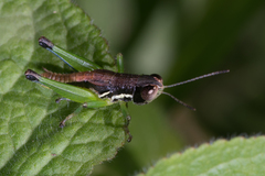 Methiolopsis geniculata