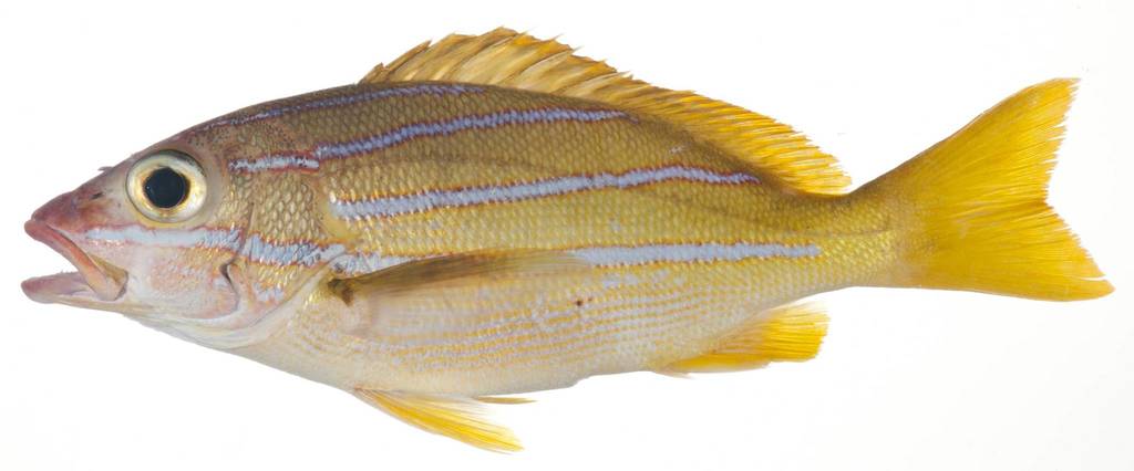 Blue Lined Snapper – Facts and Photographs