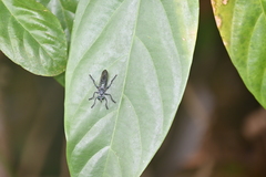 Laphriinae