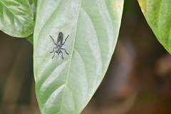 Laphriinae