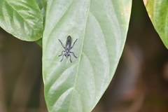 Laphriinae