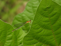 Ischnura asiatica