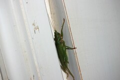 Austrosalomona destructor