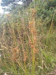 Juncus australis