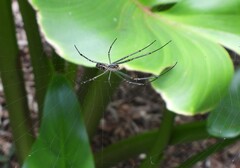 Leucauge dromedaria
