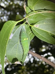 Hestina assimilis