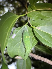 Hestina assimilis
