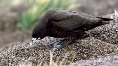 Procellaria aequinoctialis