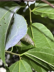 Hestina assimilis