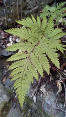 Tectaria devexa
