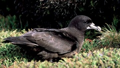 Procellaria aequinoctialis