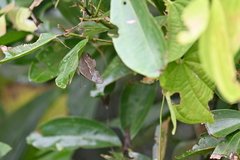 Eulaceura osteria