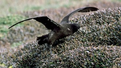 Procellaria aequinoctialis